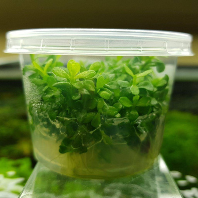 Гедеотис Зальцмана d 6,5 см  (меристемное растение)